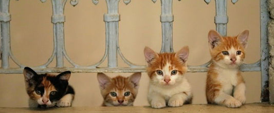 KEDI Gewinnspiel